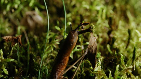 the snail slowly crawls across the grass, leaving a glistening trail in its wake as it explores its leafy surroundings