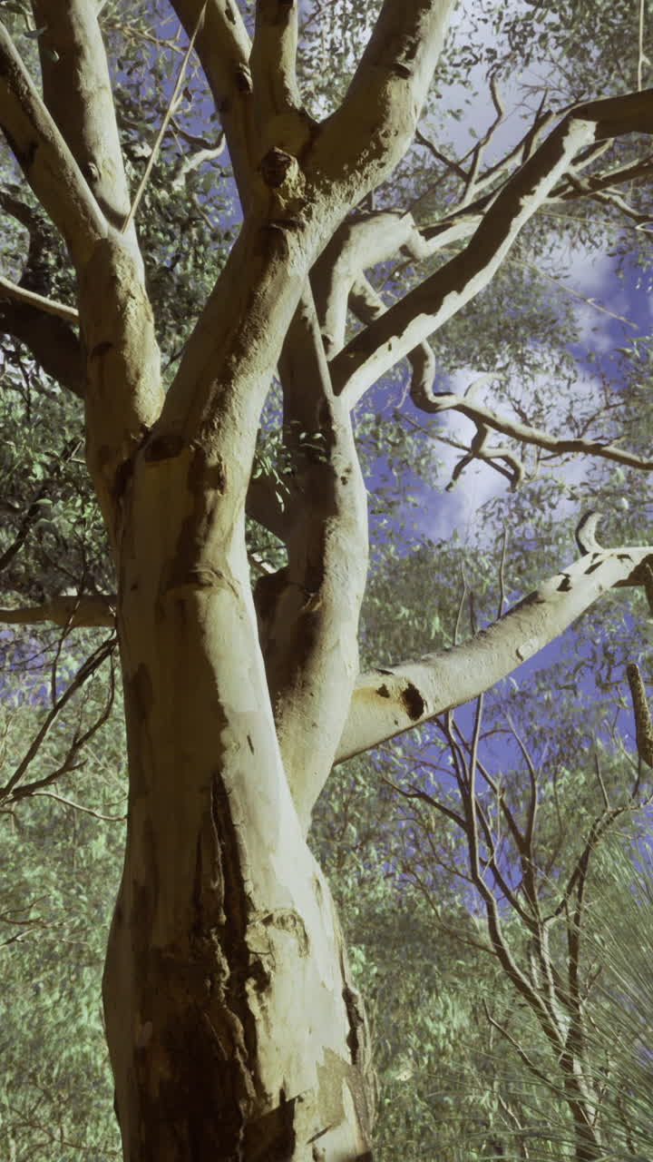 Exploring a serene forest with tall trees and blue skies in daylight