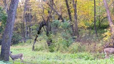 doe y yearling ciervos de cola blanca en el borde de un claro del bosque de illinois a principios de otoño