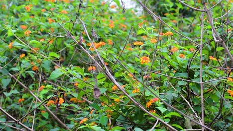 Hermosa-Y-Tranquila-Escena-De-Arbustos-De-Humedales-Australianos-A-Raíz-De-Las-Inundaciones-De-Queensland-De-2022-Con-Exuberante-Vegetación-Y-Flores-De-Naranja-En-Los-Arbustos-Verdes