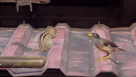 mayna-and-squirrel-eating-on-roof-three