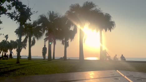 time lapse of palm tree and park bench near the beach