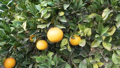 Bright oranges cluster among dense green leaves, capturing the freshness and abundance of fruit in a thriving Maltese orchard, with rich soil visible beneath the trees.