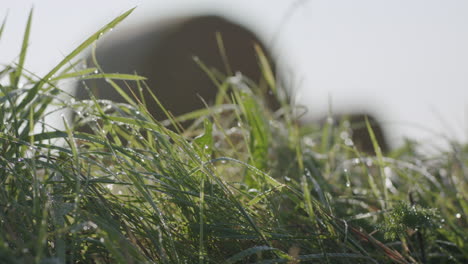 A-static-close-up-of-the-wet-grass-next-to-a-field-of-hay-bales-after-sunrise