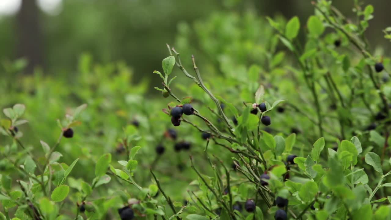 숲 속 바람에 천천히 부는 덤불에 있는 블루베리