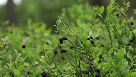 Heidelbeeren-Auf-Einem-Busch,-Der-Langsam-Im-Wind-In-Einem-Wald-Weht