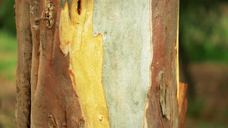 close up of colorful gum tree bark and wood from the trunk