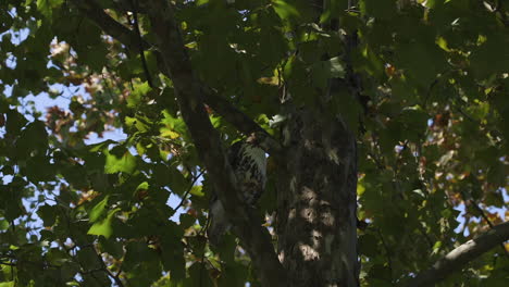 hawk in a tree