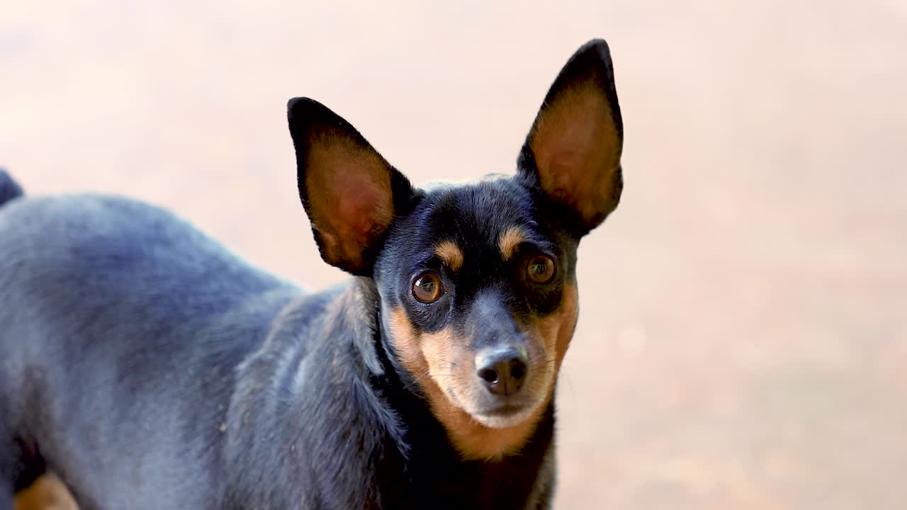 카메라를 보는 개, 1인칭