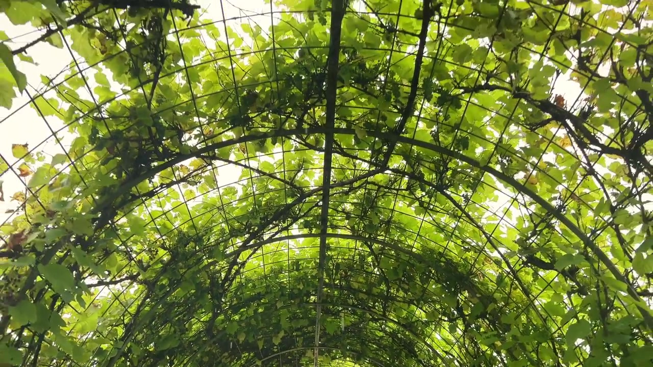 Looking up at a arched wire trellis filled with growing grape leaves and vines. Suitable for landscape design, agriculture, winemaking, and gardening promotional media.