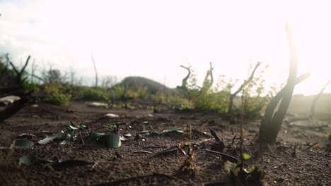 Plants-dying-on-sun-heat-in-wildlands-of-Estepona,-close-up