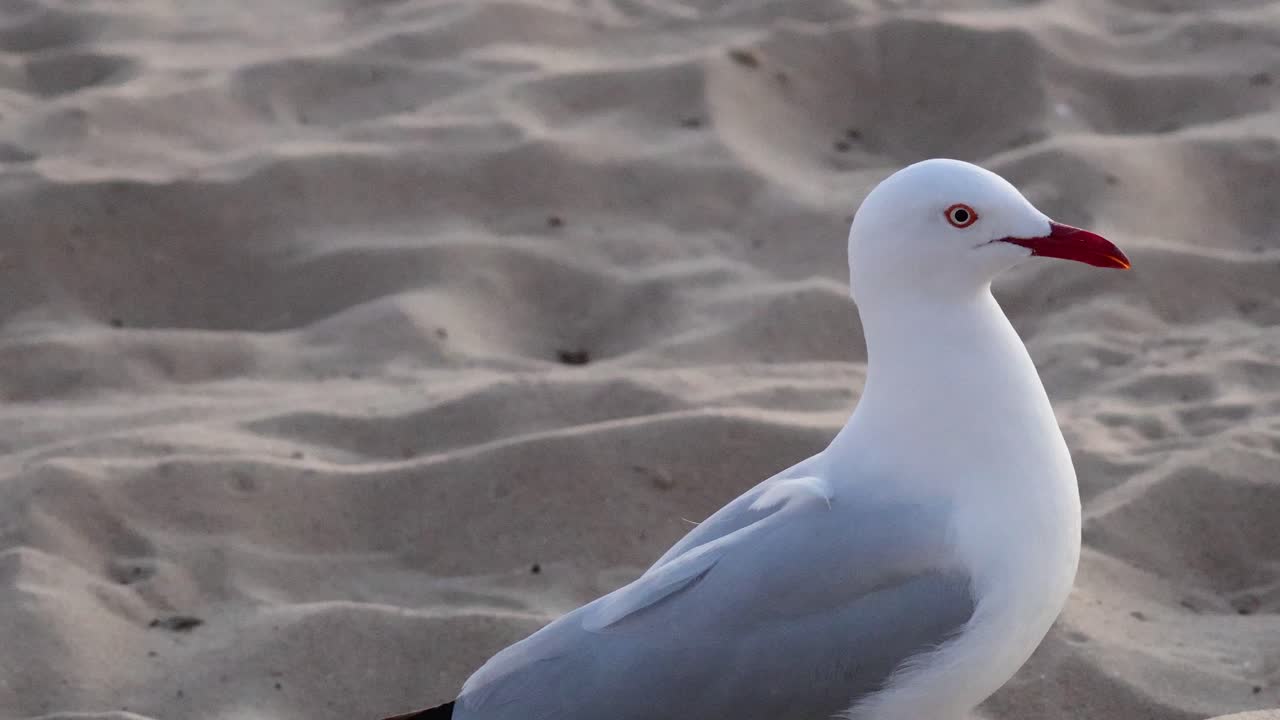 Möwe steht und bewegt sich am Sandstrand