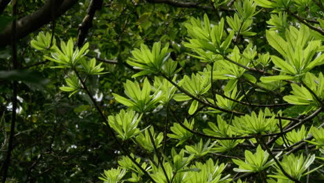 primer plano de hojas verdes vibrantes a la luz del sol