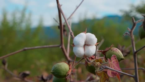 planta de algodón abierta en la granja - lista para la cosecha