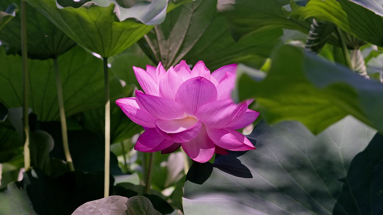 도쿄 우에노의 아름다운 분홍색 로터스 꽃