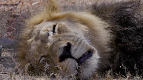 Kgalagadi-Transfrontier-Park,-Africa---Black-maned-Lion-laying-in-the-shade,-sleeping---Close-up