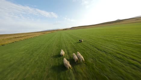 low fpv shot overhead a small herd of sheep running in a field in iceland