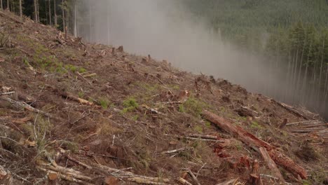 un bosque talado fresco en la isla de vancouver, columbia británica