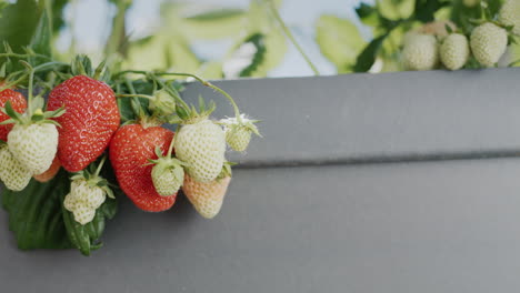 clusters of ripe strawberries hang from a dutch high bed