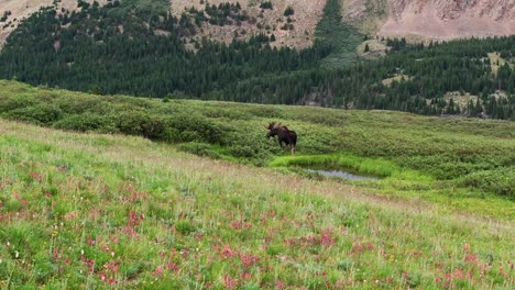 drone trucking pan, moose near high alpine watering hole forages and grazes on shrubs