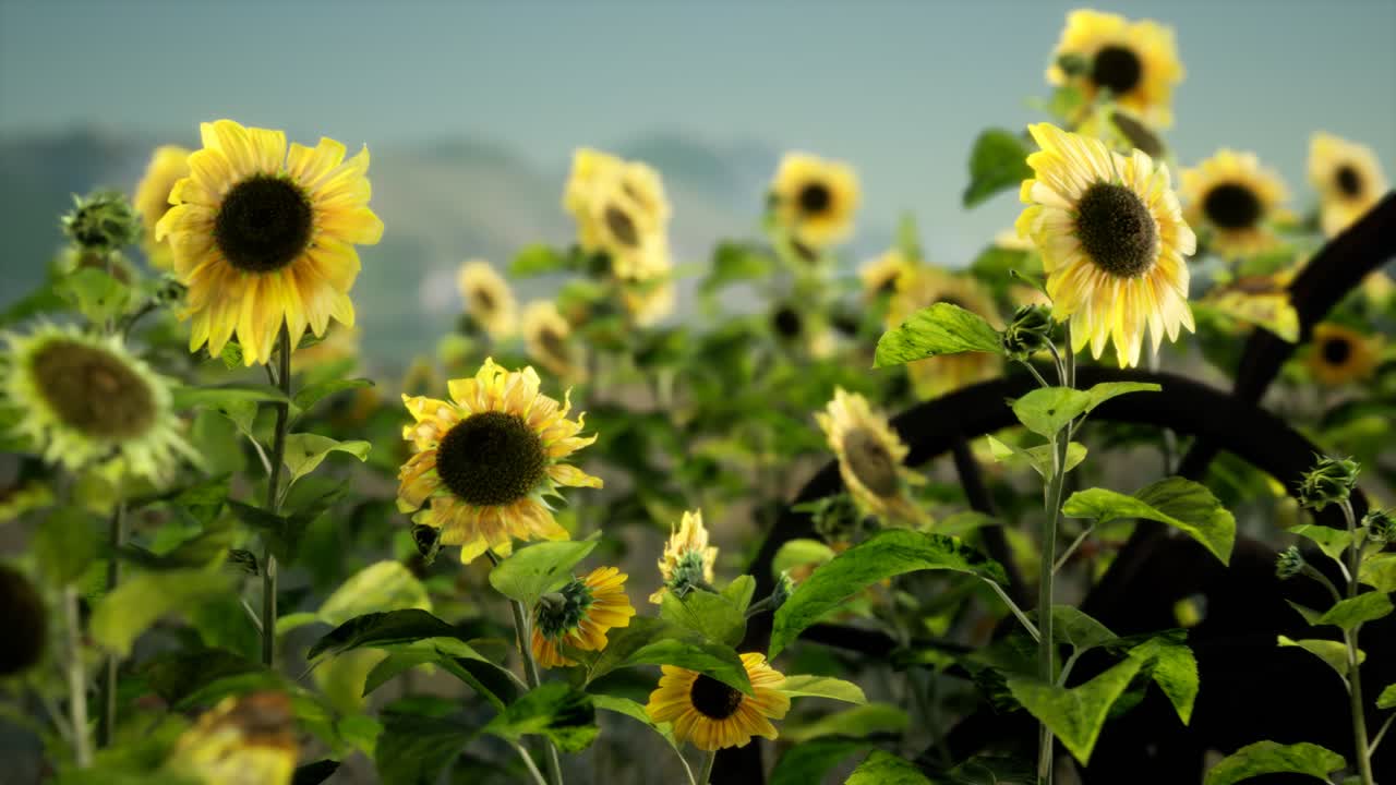 오래된 빈티지 스타일의 과 꽃 필드