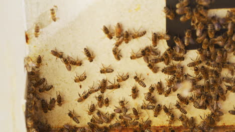 inside view of bees in the hive