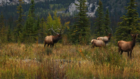 dos grandes alces toro de las montañas rocosas con un grupo de vacas en alberta, canadá