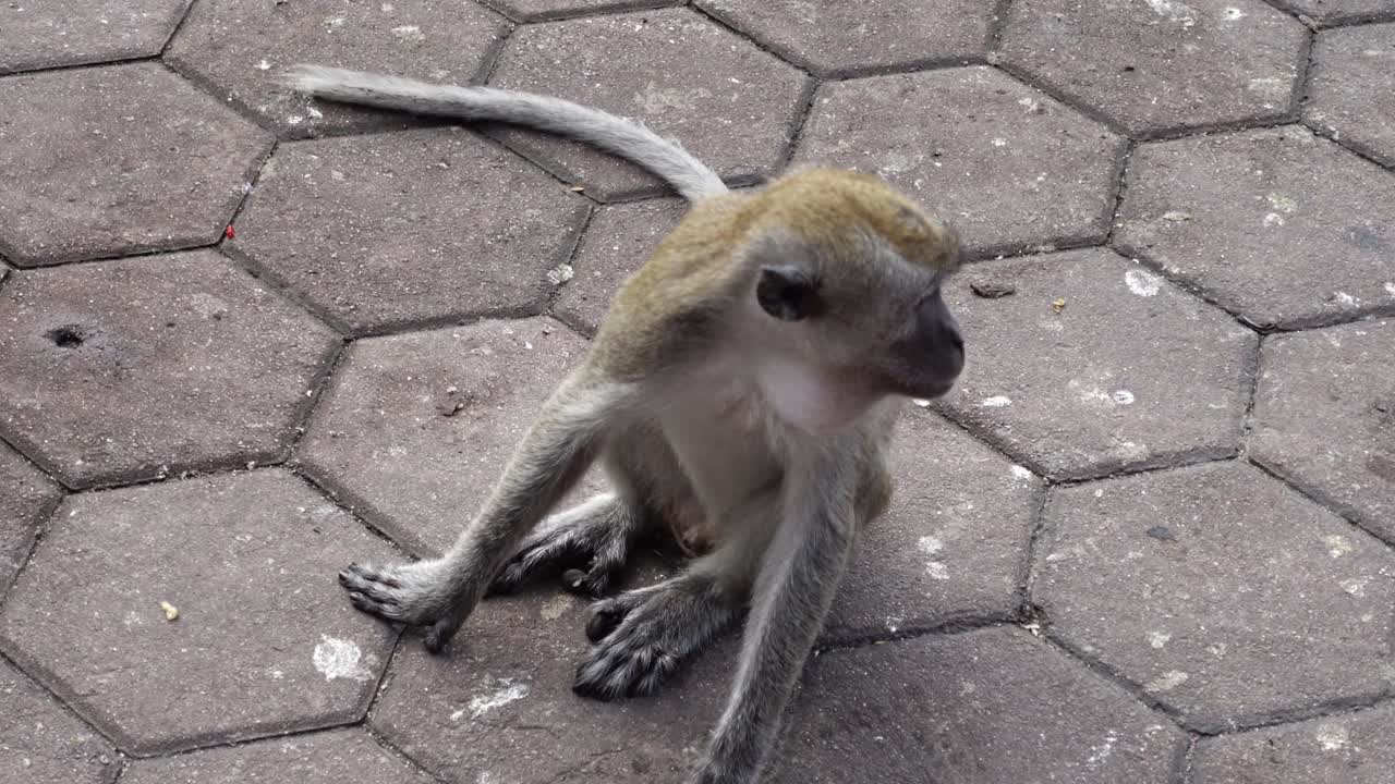 Close Up Of Endangered Long-tailed Macaque Sitting On Hexagon Brick Pave At Batu Caves In Malaysia