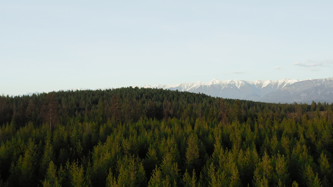 Evergreen trees at sunset stretch on for miles into the Rocky Mountains