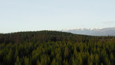 evergreen trees at sunset stretch on for miles into the rocky mountains