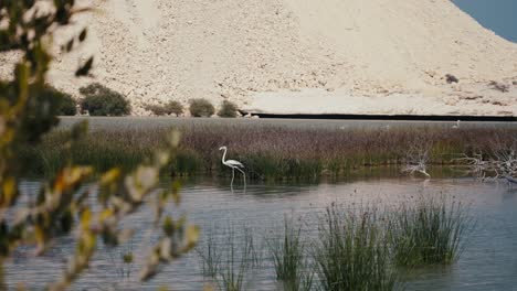 elegant flamingo wades through serene waters