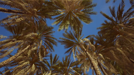 tropical palm trees from below
