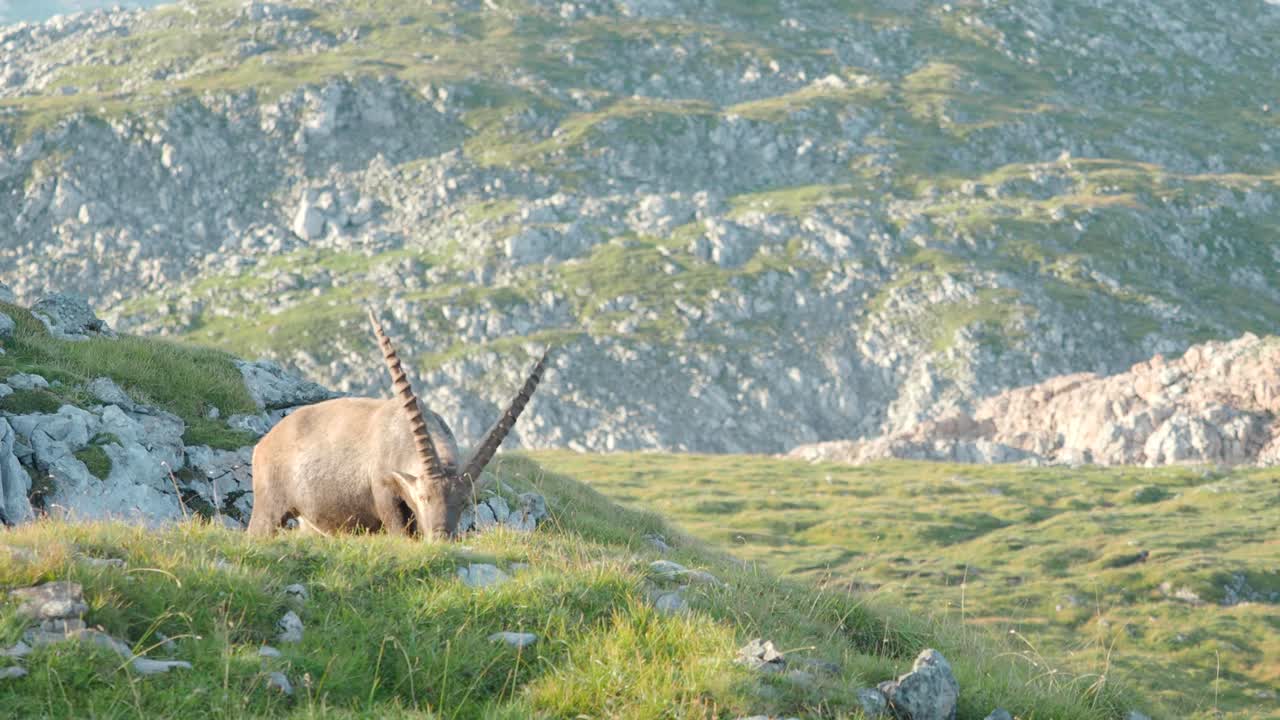 пастьба горного козла альпийского горного козла в австрии шнайбштейн