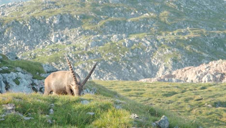 Die-Alpensteinbock-Bergziege-Weidet-In-Schneibstein,-Österreich