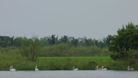 Visto-Moviéndose-Hacia-La-Izquierda-Cerca-Del-Borde-Del-Agua,-Pelícano-Pico-O-Pelícano-Gris-Pelecanus-Philippensis,-Tailandia