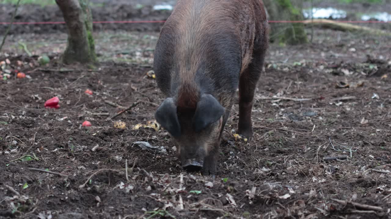 Un maiale Tamworth che cerca cibo in un pascolo fangoso. Si ritiene che questa razza sia la più tipica discendente dall'antica specie indigena, il maiale Old English Forest.