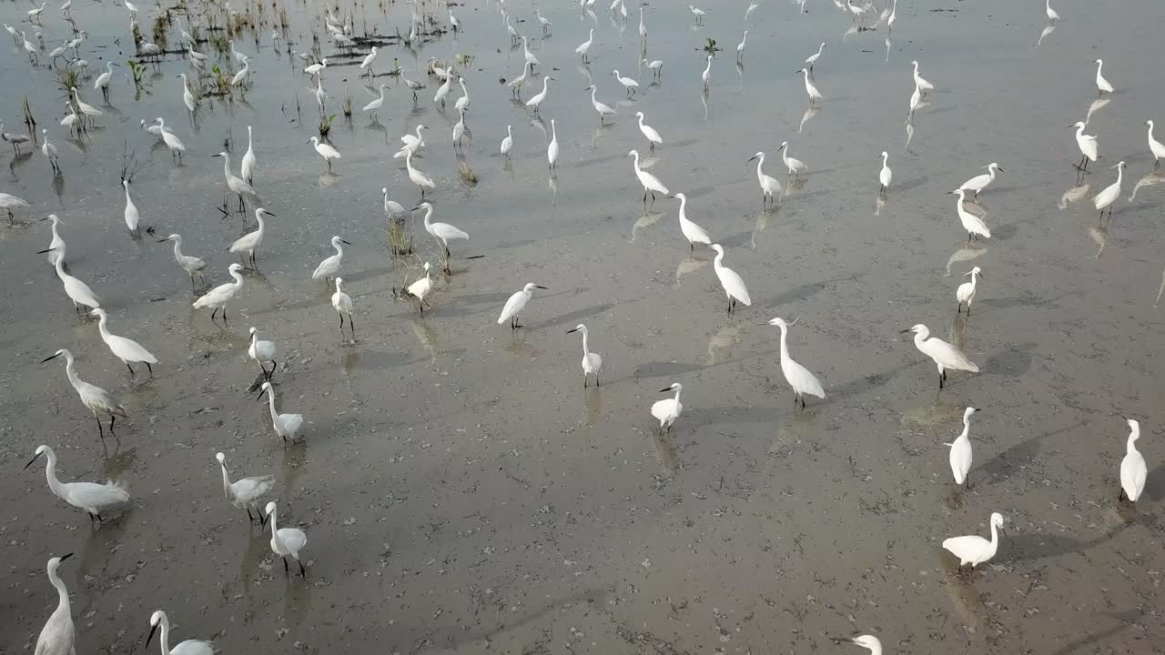 una bandada de aves garzas en un campo de arroz en penang, malasia.