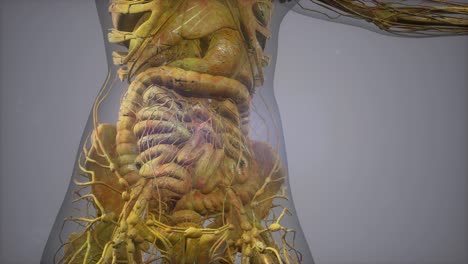 model showing anatomy of human body illustration