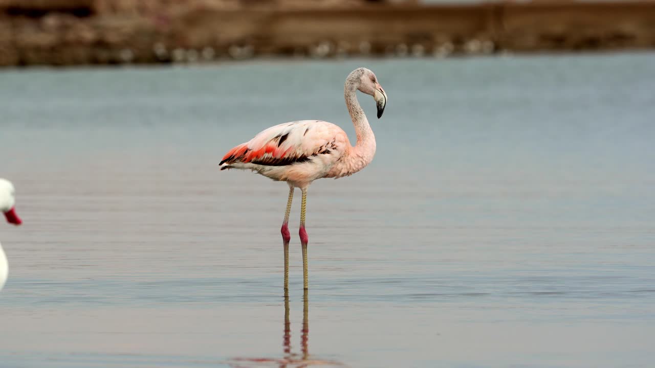 Chilean flamingo and coscoroba swan feeding in shallow waters at Ansenuza National Park, Córdoba, Argentina