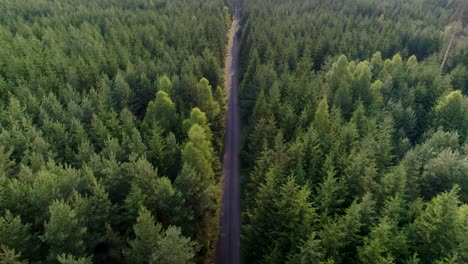 aerial drone view of a road in the middle of a forest