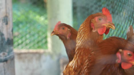 red chickens close-up shot inside of a cage moving their heads in slow motion