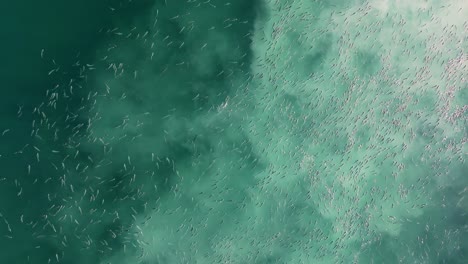 shoal of fish swimming in the surface of blue sea in costa da morte, camariñas, spain