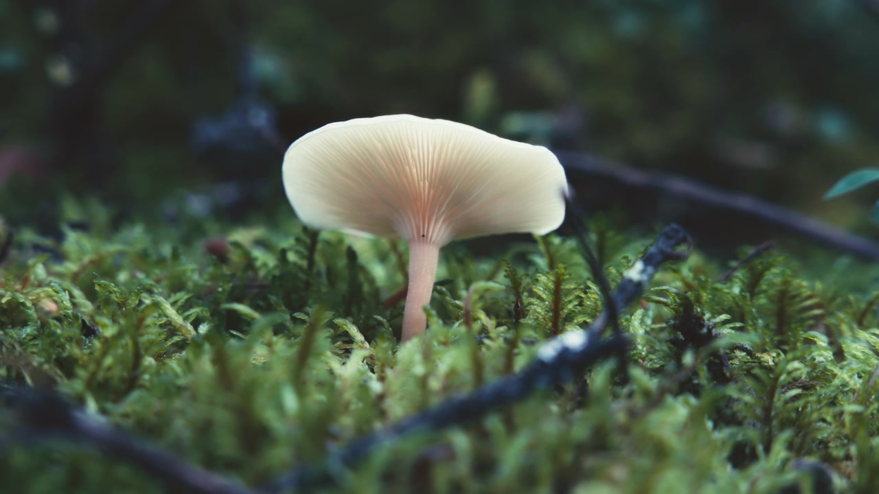 Macro shot of a white wild mushrooms growing on a mossy ground