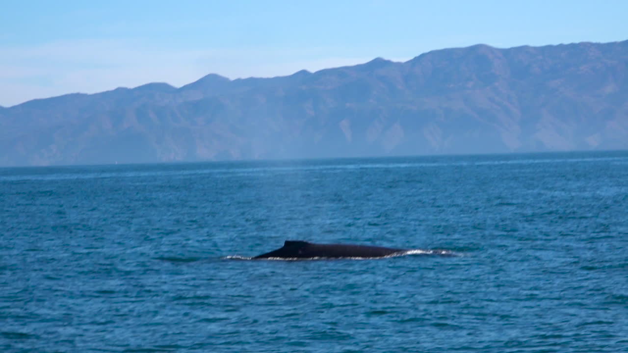 채널 제도 산타 바바라 캘리포니아 근처 태평양에서 수영하는 혹등고래