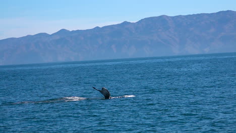 Ballena-Jorobada-Nadando-En-El-Océano-Pacífico,-Cerca-De-Las-Islas-Del-Canal-De-Santa-Bárbara,-California