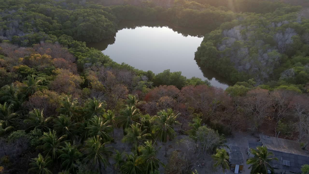 물 웅이 열대 열대 우림  나무 정글 식물 숲 isla grande 콜롬비아