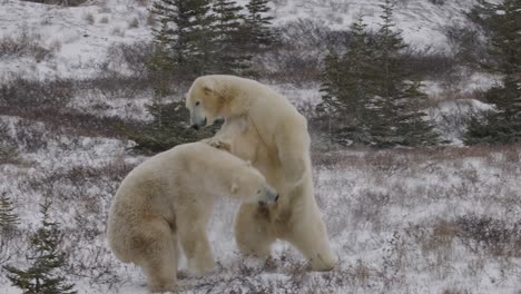 two polar bears are seen playfully sparring in a snow-covered landscape filled with sparse trees, showcasing typical winter behavior in their natural habitat in slow motion