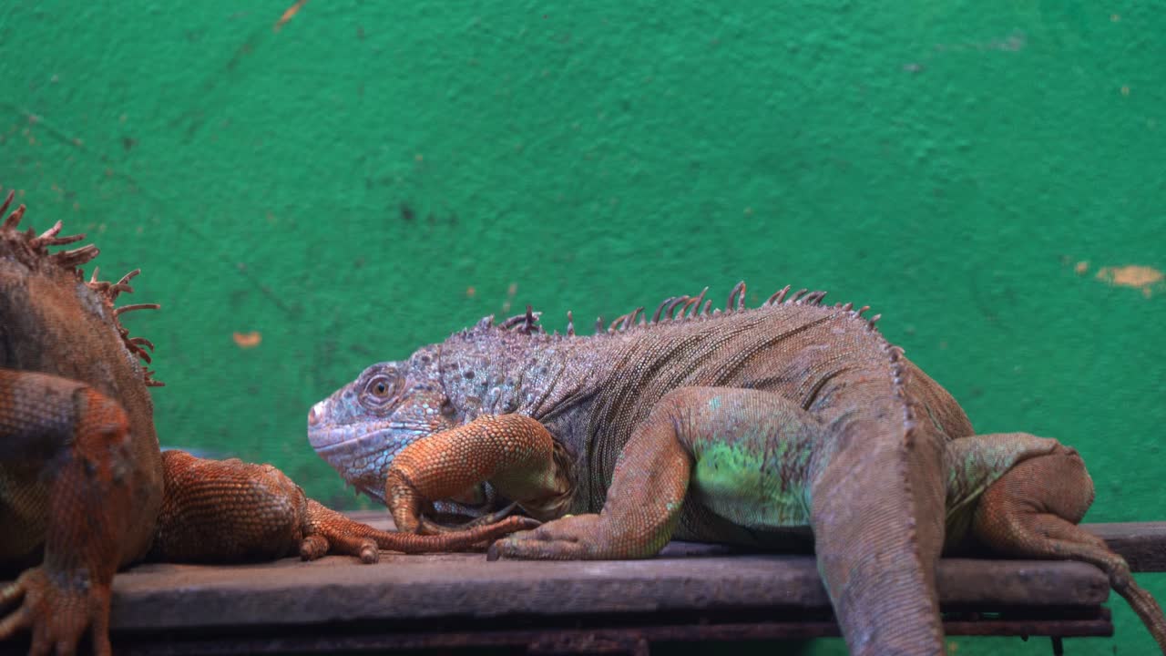 초록색 이구아나 (iguana) 는 동물 보호구역에서 uvb 조명 아래에서 천천히 돌아서서 카메라를 바라보고, 손으로 움직여서 근접 촬영합니다.