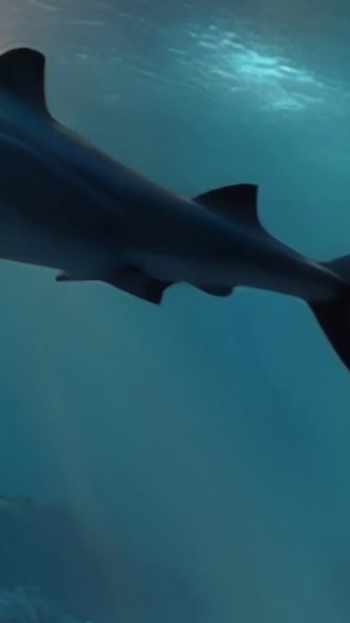 A Mysterious Encounter with a Majestic Shark Gliding Through the Depths of the Ocean, Capturing the Intrigue and Beauty of Underwater Life