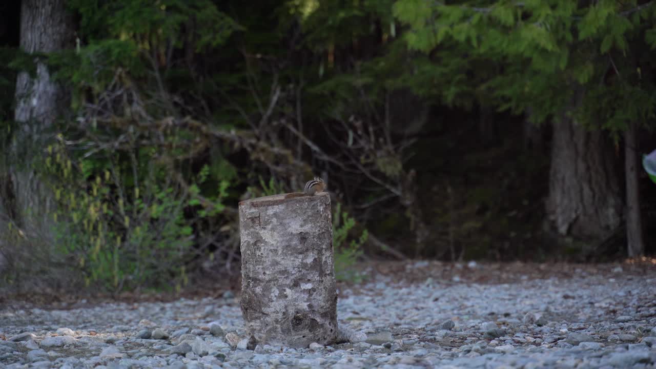 Small striped chipmunk sits on log then runs away onto rocks in Garibaldi Provincial Park's Cheakamus Lake